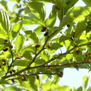 Storbladigt Mullbär - Morus alba Macrophylla (Storlek: 120 stam C10)