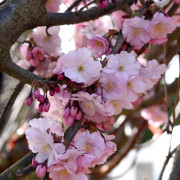 Vårkörsbär - Prunus Accolade (Storlek: 60 stam C5)