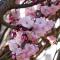 Cramers Blommor