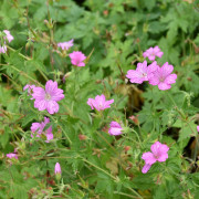 Spansknäva - Geranium endressii (Krukstorlek: 0,5-1L)