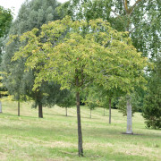 Japansk Prydnadskörsbär - Prunus (Sato-zakura-Gruppen) Pink Perfection (Storlek: 200 stam C15)