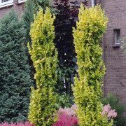 Guldalm - Ulmus hollandica Wredei (Storlek: utr 125-150 co)