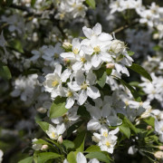 Prydnadsapel - Malus White Angel (Storlek: 60 stam C4)