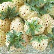 Vit Jordgubbe - Fragaria x ananassa Snow White ® (Krukstorlek: 0,5-1L)