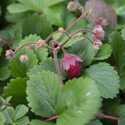 Rosa Smultron (Krukstorlek: 0,5-1L)