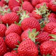 Jordgubbe - Fragaria x ananassa Senga Sengana (Storlek: 0,5-1L)