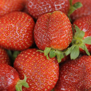 Jordgubbe - Fragaria x ananassa Honeoye (Storlek: 6-pack)