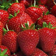 Jordgubbe - Fragaria x ananassa Florence ® (Krukstorlek: 6-pack)