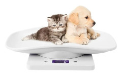 Elektronisk Husdjursvåg, Liten Digital Husdjursvåg, Precisionsmätverktyg med LCD-Display 10kg/1g för Kök Kattunge Valp Sköldpadda Hamster