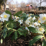 Julros - Helleborus niger Praecox (Krukstorlek: 0,5-1L)
