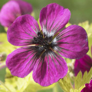 Trädgårdsnäva - Geranium hybr. Sandrine ® (Krukstorlek: 0,5-1L)