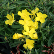 Gullin - Linum flavum Compactum (Krukstorlek: 0,5-1L)