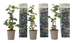 Hallonsläktet - Set om 3 - Rubus Thornless - Höjd 25-40cm - ⌀9cm