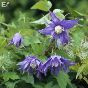 Klematis - Clematis atragene Georg (Storlek: E-planta C2)