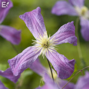 Italiensk Klematis - Clematis viticella Mrs T. Lundell E (Storlek: C2)