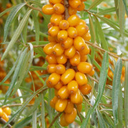 Havtorn - Hippophae rhamnoides Botanitjeskaja Ljubitelskaja (Storlek: busk C3,5)