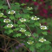 Skogsolvon - Viburnum opulus (Storlek: busk C3,5)