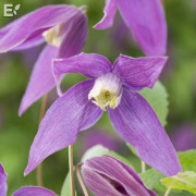 Klematis - Clematis atragene Violet Purple E (Storlek: C2)