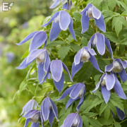 Klematis - Clematis atragene Blue Tapers E (Storlek: C2)