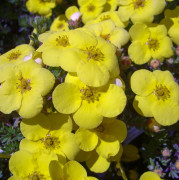 Ölandstok - Dasiphora fruticosa Kobold (Storlek: busk C3,5)