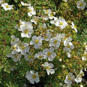 Ölandstok - Dasiphora fruticosa Sandved (Storlek: busk C3,5)