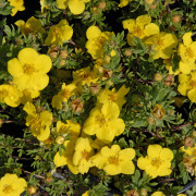 Ölandstok - Dasiphora fruticosa Goldteppich (Storlek: busk C3,5)