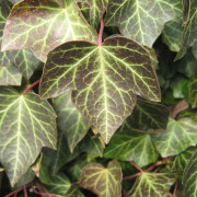 Murgröna - Hedera helix Baltica (Storlek: C2)