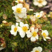 Ölandstok - Dasiphora fruticosa Tilford Cream (Storlek: busk C3,5)