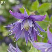 Klematis - Clematis atragene Clochette Pride E (Storlek: C2)