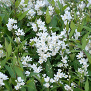 Bruddeutzia - Deutzia gracilis (Storlek: busk C2)