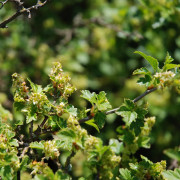 Måbär - Ribes alpinum Pumilum (Storlek: busk C3,5)