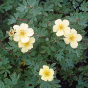 Ölandstok - Dasiphora fruticosa Månelys (Storlek: busk C3,5)