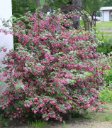 Prakttry - Weigela Bristol Ruby (Storlek: busk C3,5)