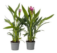 Tropisk Växt - Set om 4 - Kurkuma 'Siam Splash' - Höjd 50-70cm - d13cm