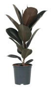 Caoutchouc - Ficus Elastica 'Abidjan' - Höjd 75-100cm - d24cm