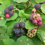 Bärhäggmispel / Saskatoon - Amelanchier alnifolia Northline (Greatberry ® Garden) (Storlek: busk C5)