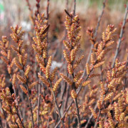 Pors - Myrica gale (Storlek: 30-40 C3)