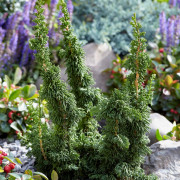 Tuja - Thuja occidentalis Malonyana Holub (Storlek: 20-25 C3)
