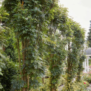 Rönnplantor