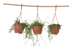 Pärlemorkedja - Set om 3 - Senecio - ø 12cm