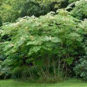 Parkaralia - Aralia elata (Storlek: busk C5)