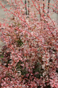 Häckberberis - Berberis thunbergii Harlequin (Storlek: busk C2)