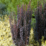 Pelarberberis - Berberis thunbergii Helmond Pillar (Storlek: 30-40 C3)