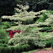 Pagodkornell - Cornus controversa Variegata (Storlek: 60-80 C7,5)
