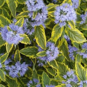 Skäggbuske - Caryopteris x clandonensis Summer Sorbet ® (Storlek: 25-30 C3)