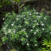 Tibast - Daphne x transatlantica Eternal Fragrance ® (Storlek: 20-25 C1,5)