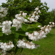 Strävdeutzia - Deutzia scabra Plena (Storlek: 30-50 C3)