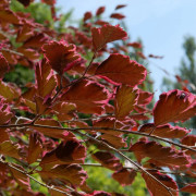 Blodbok - Fagus sylvatica Purpurea Tricolor (Storlek: 80-100 C)