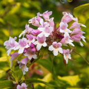 Paradisbuske - Kolkwitzia amabilis Maradco (Storlek: 30-40 C3)