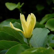 Magnolia (Storlek: 60-80 C)